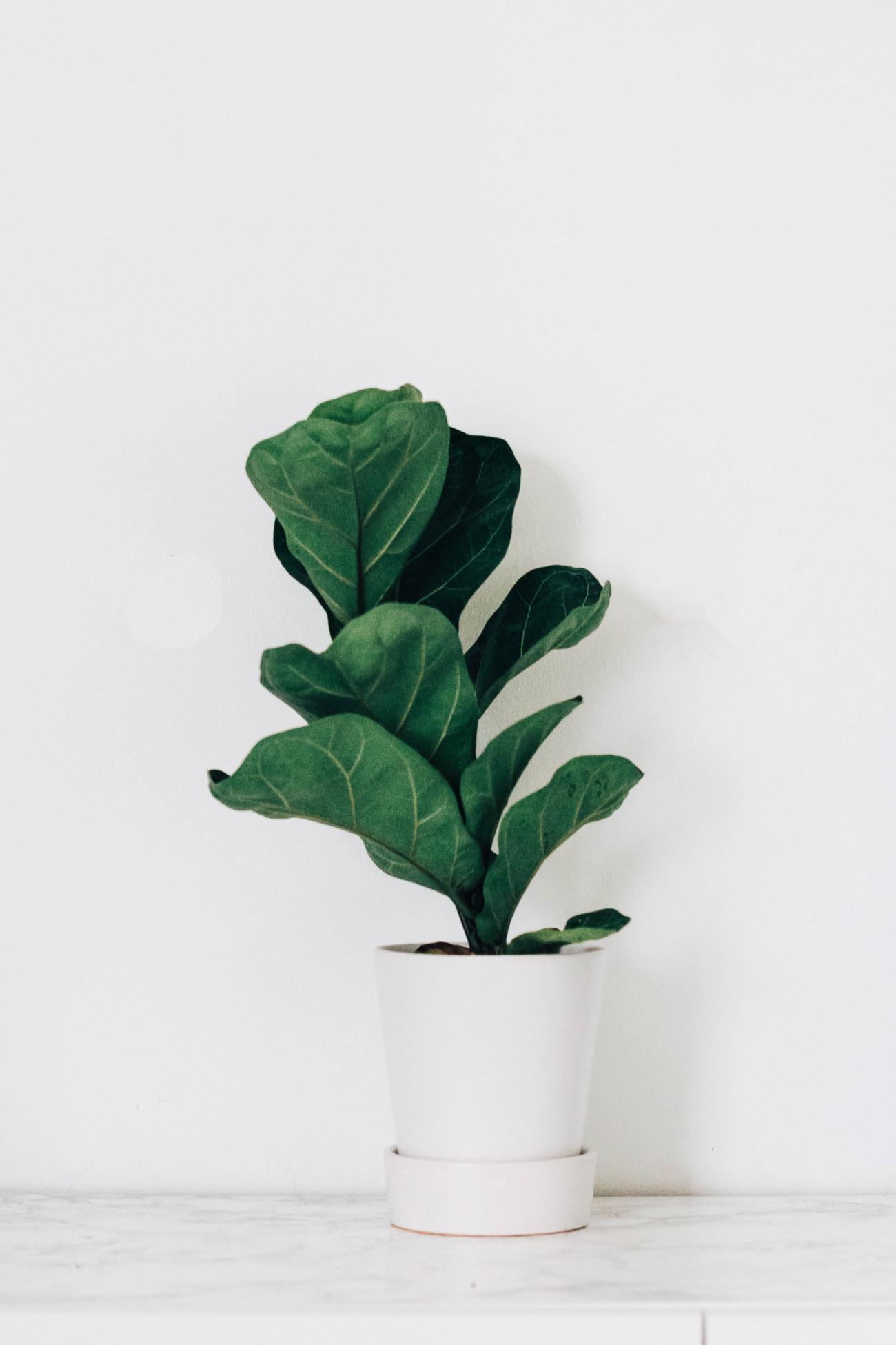 A fern in front of a white wall