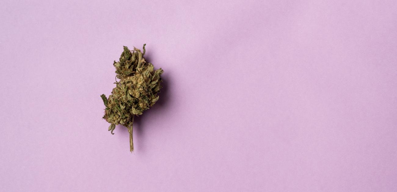 A nugget of marijuana resting on a light purple background