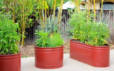 container veggies