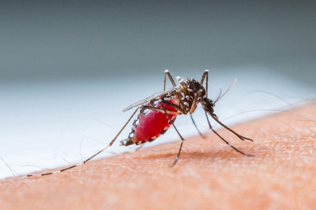 mosquito on arm