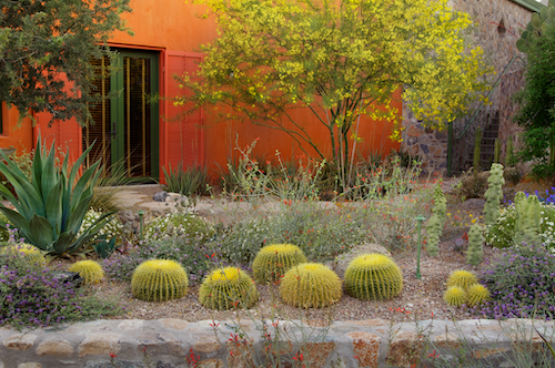 Sustainable desert climate yard