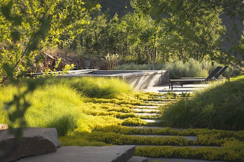 Treelined backyard patio with thick groundcover plantings