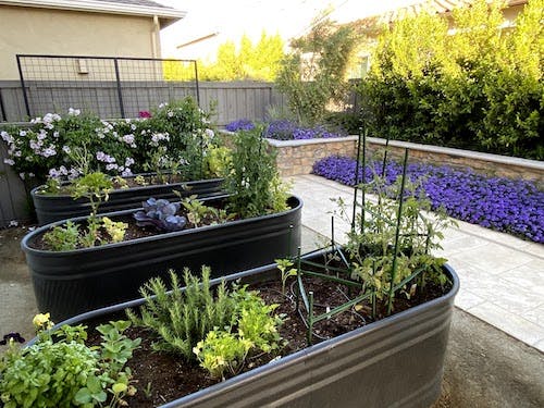 Backyard garden and planters