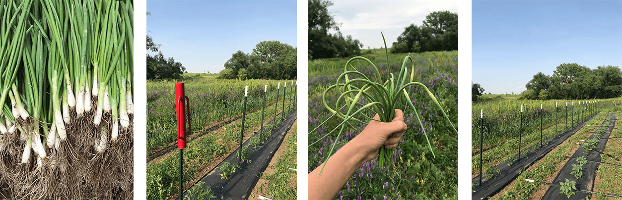 Four images of the Food Security Project harvest.