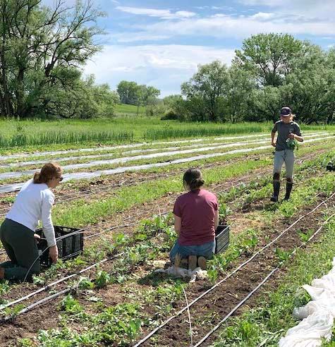 June harvest for the Food Security Project.