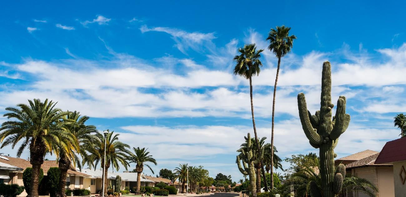 A picture of a tropical area with palm trees and a cactus in view.