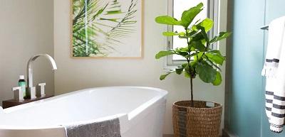 Bathroom with plant