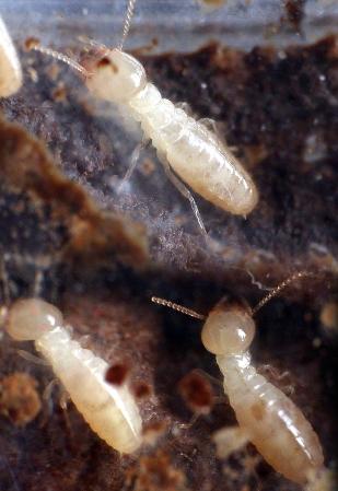 Photo Credit: Termites101.org