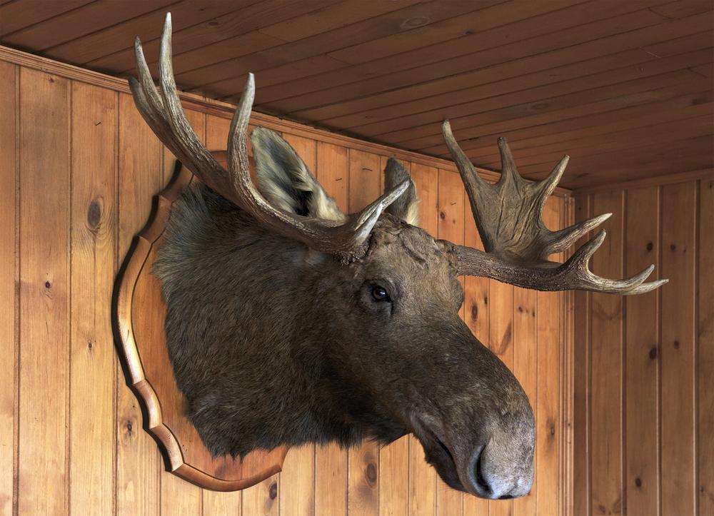 moose head 2