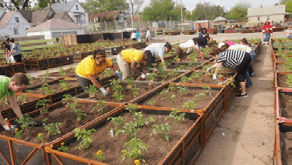 A tomato planting production line of University of Michigan and Eastern Michigan University students at the Cadillac Urban Gardens.