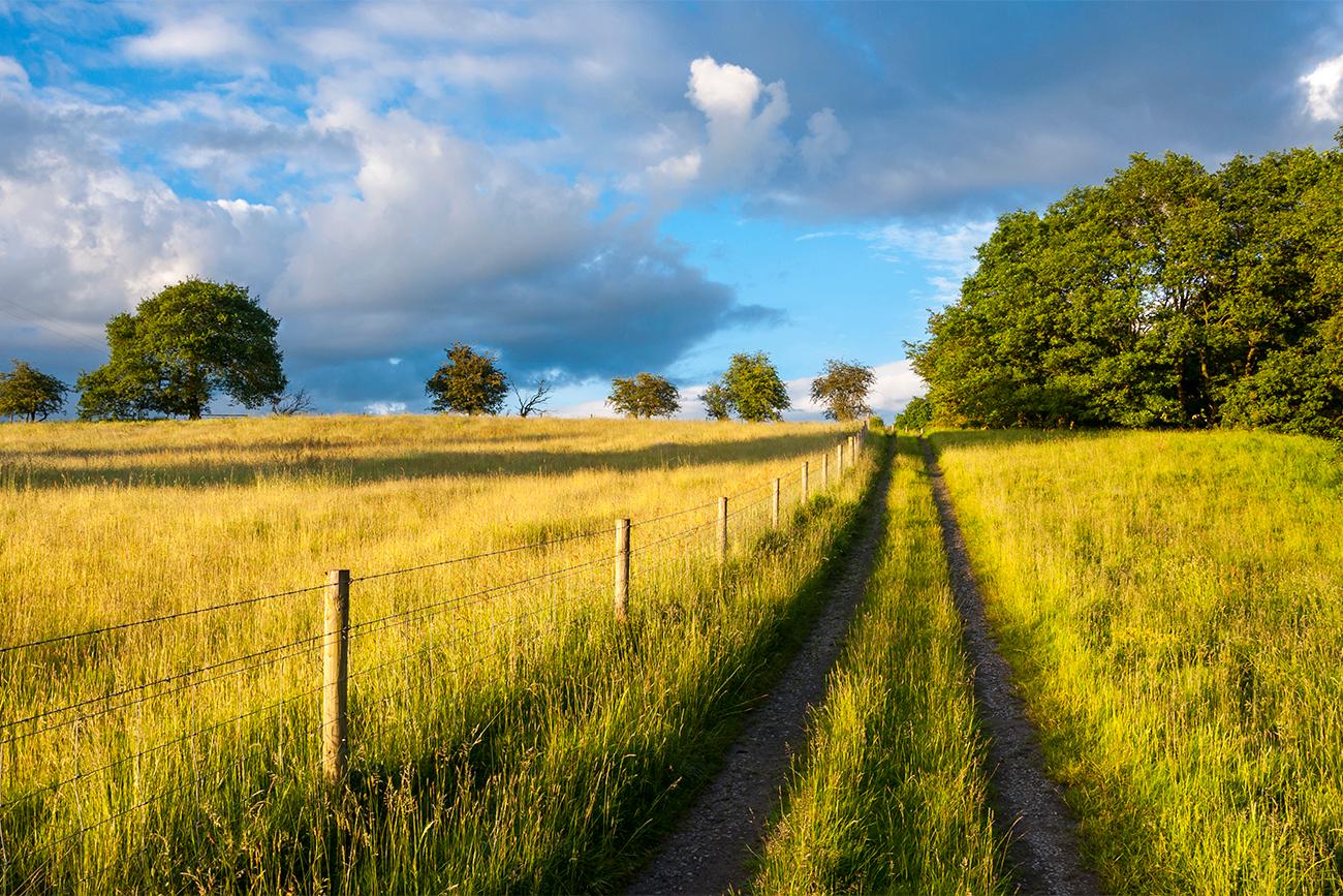 Countryside: fields, trees, and blue sky