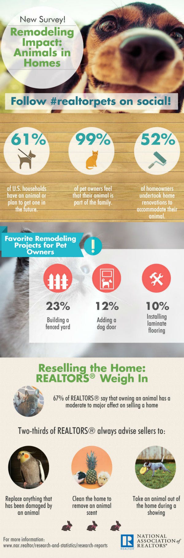 Infographic: Animals in Homes