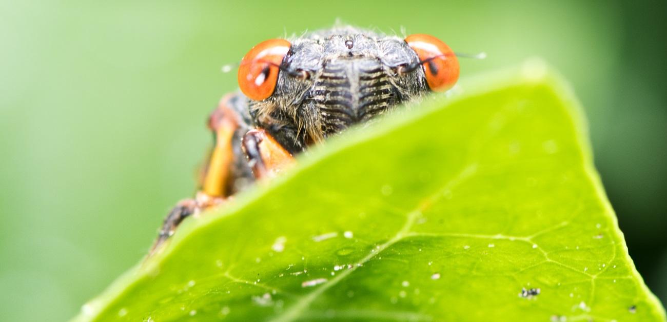 Cicada on a green leaf