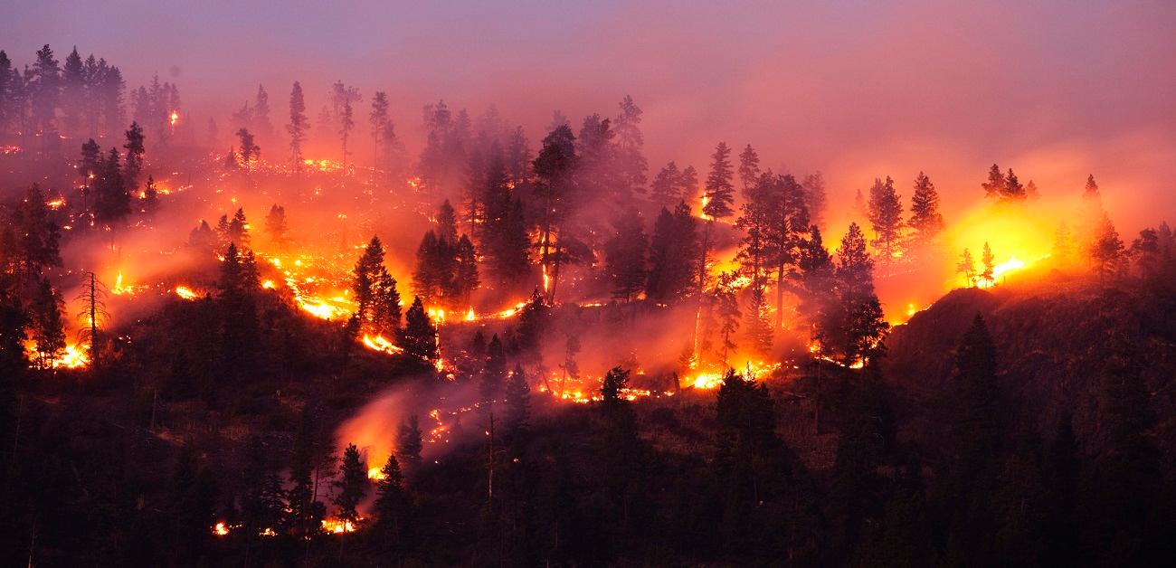 Wildfire burning trees