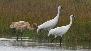 Two white swans joined by a brown swan walking on the shallow waters of a lake