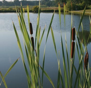 A view of a lake with some plants in the foreground