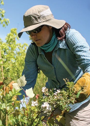 A gardener wearing gloves and a hat trimming a flower bush