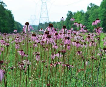 Purple flowers in a green field with power lines in the background