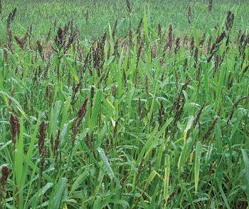 A field of prairie grasses