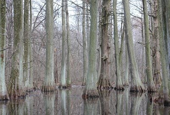 Flooded mangroves with tall trees