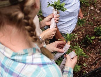 People holding samples of marsh vegetation wrapped up to be migrated to other areas