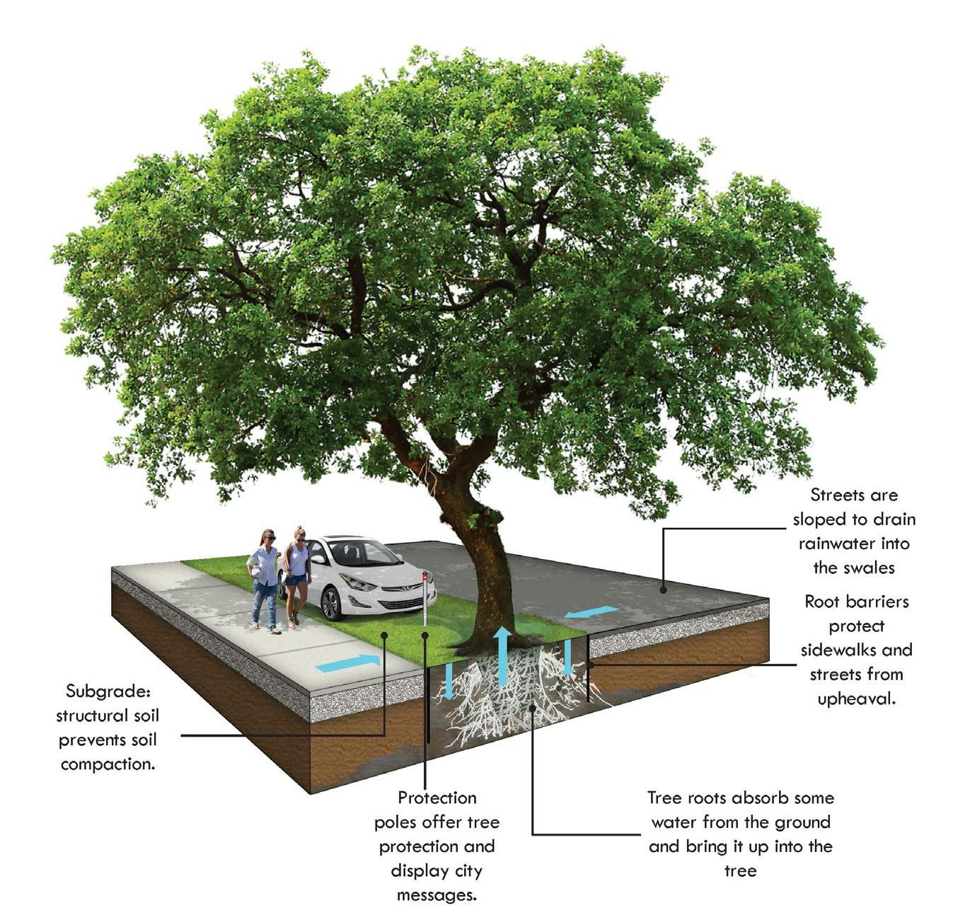 A Curtis + Rogers design proposes to maximize the inclusion of trees to build resilience to the impacts of climate change.