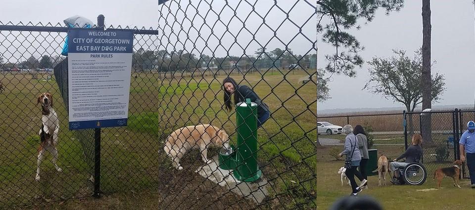 Three images put together showing a dog near the fence, a dog drinking water by the water fountain, people walking their dogs