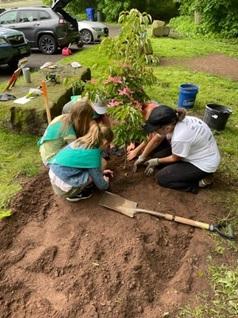 Girls scout troops planting trees at Dividend Pond Trails in Rocky Hill, CT