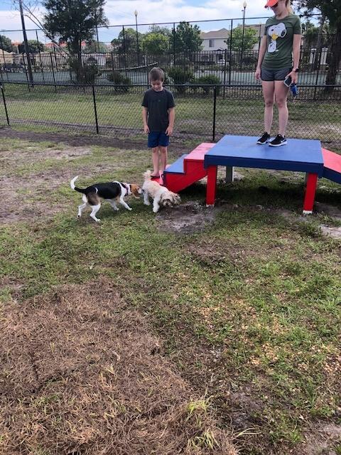 Melbourne, FL dog park - 2 kids playing with 2 dogs next to a dog steps