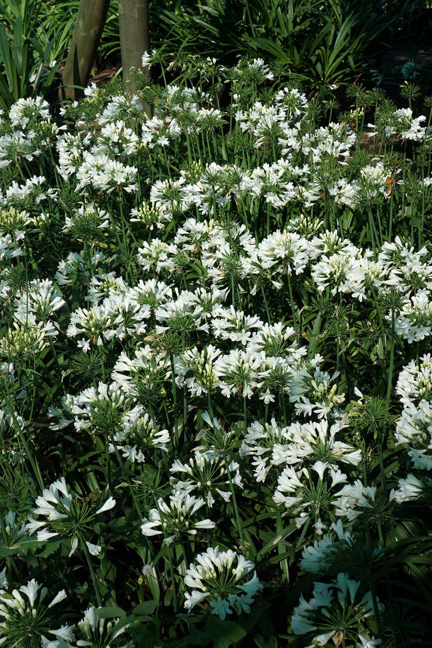 Agapanthus Ever White