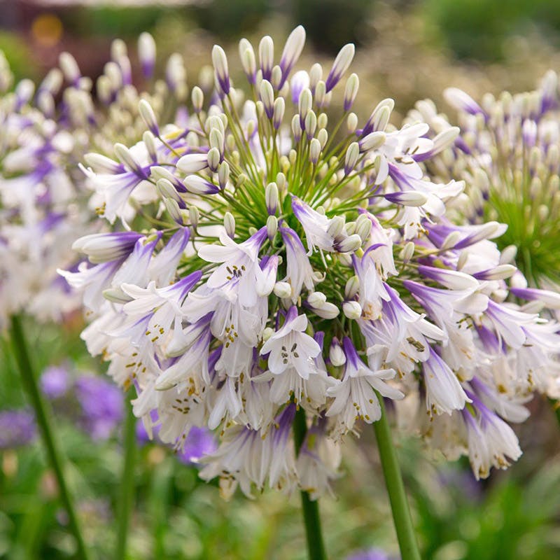 Agapanthus Ever Twilight