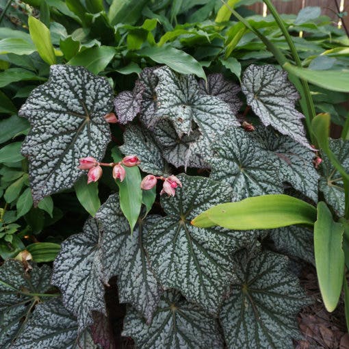 “Sterling Moon” Begonia Lunar Lights