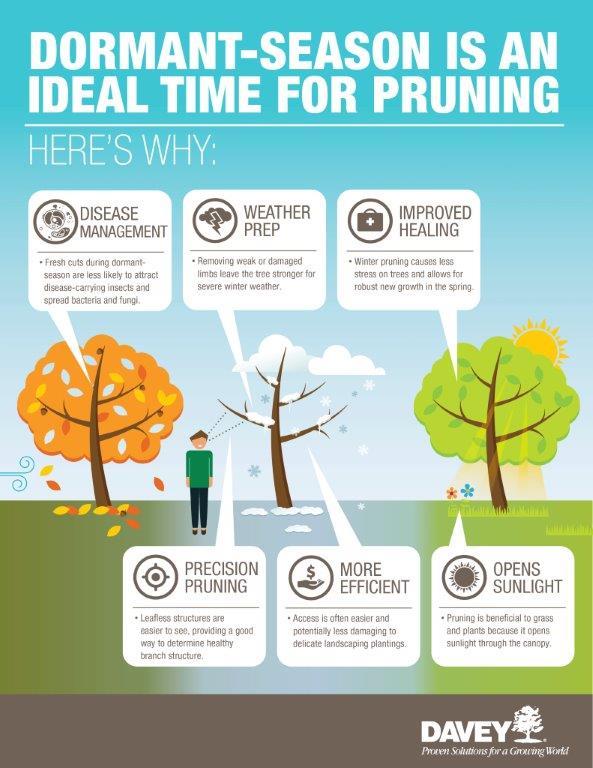 Dormant Trees Pruning Infographic