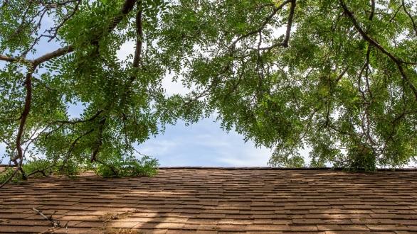 tree branches touching roof