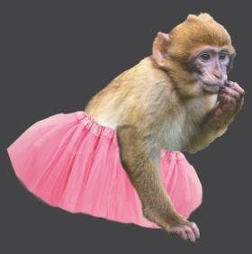 image of monkey in pink tutu