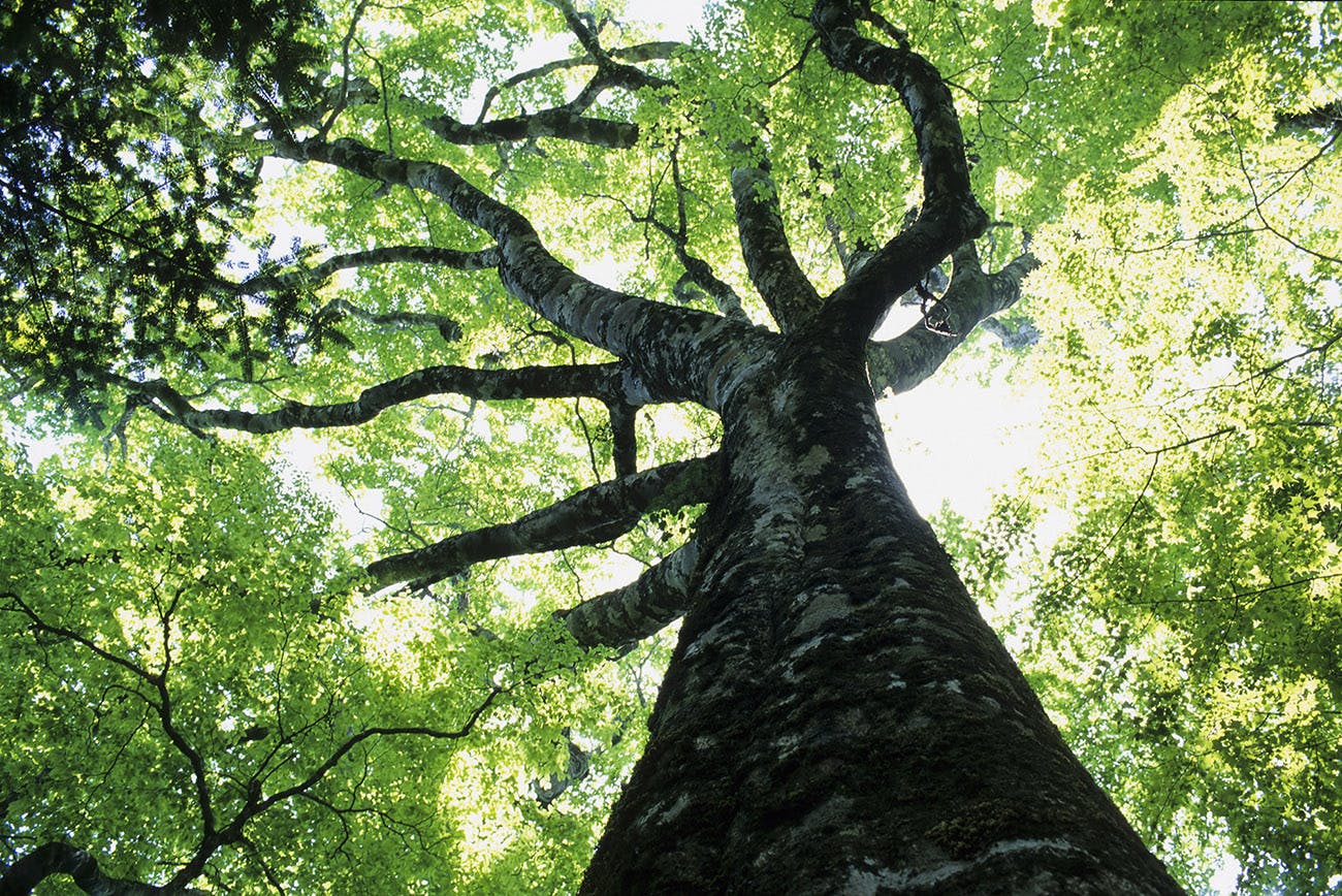 Looking upwards at big tree