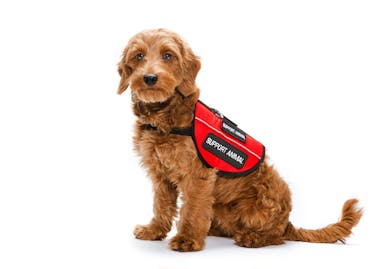 HUD's New Guidance on Assistance Animals