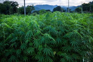 Growth Ahead for Industrial Hemp Market