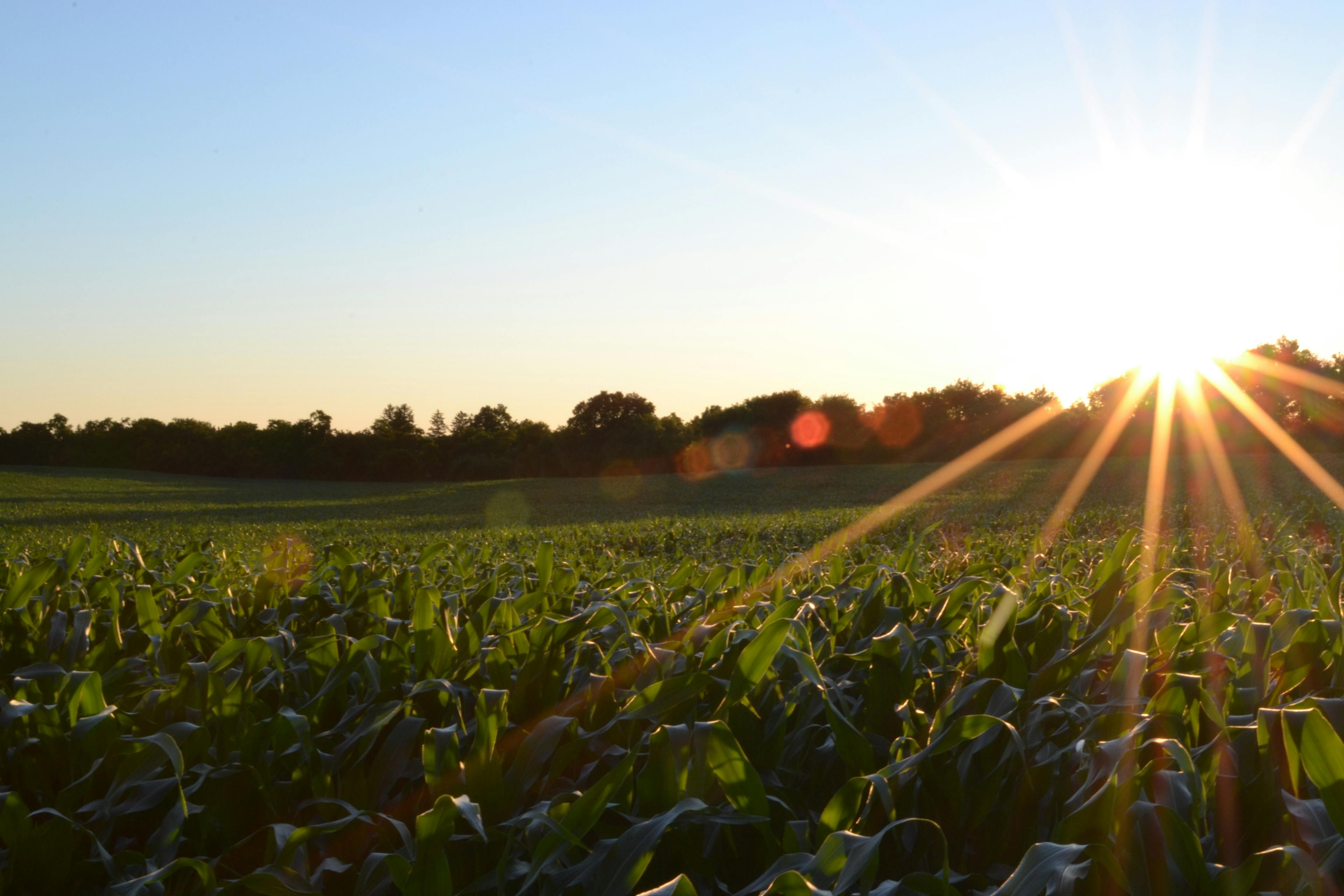 Agricultural/Farm Land