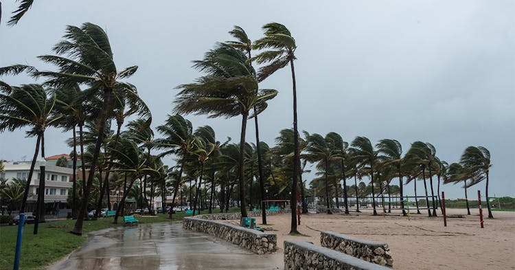 Palm trees on a boardwalk in a hurricane