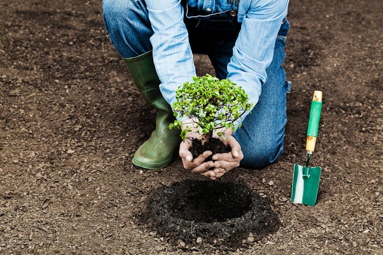 Hands planting a tree