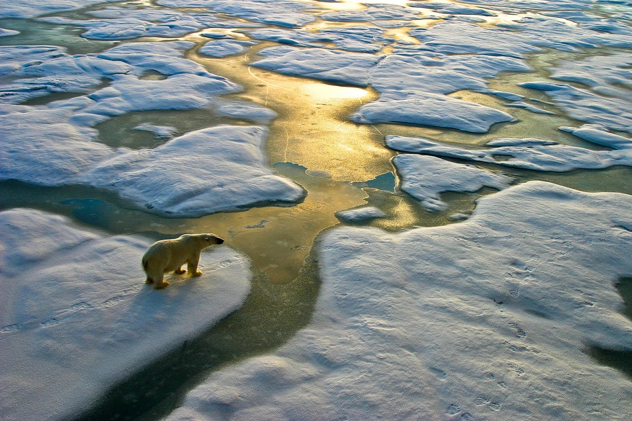 Polar bear on ice melting cap