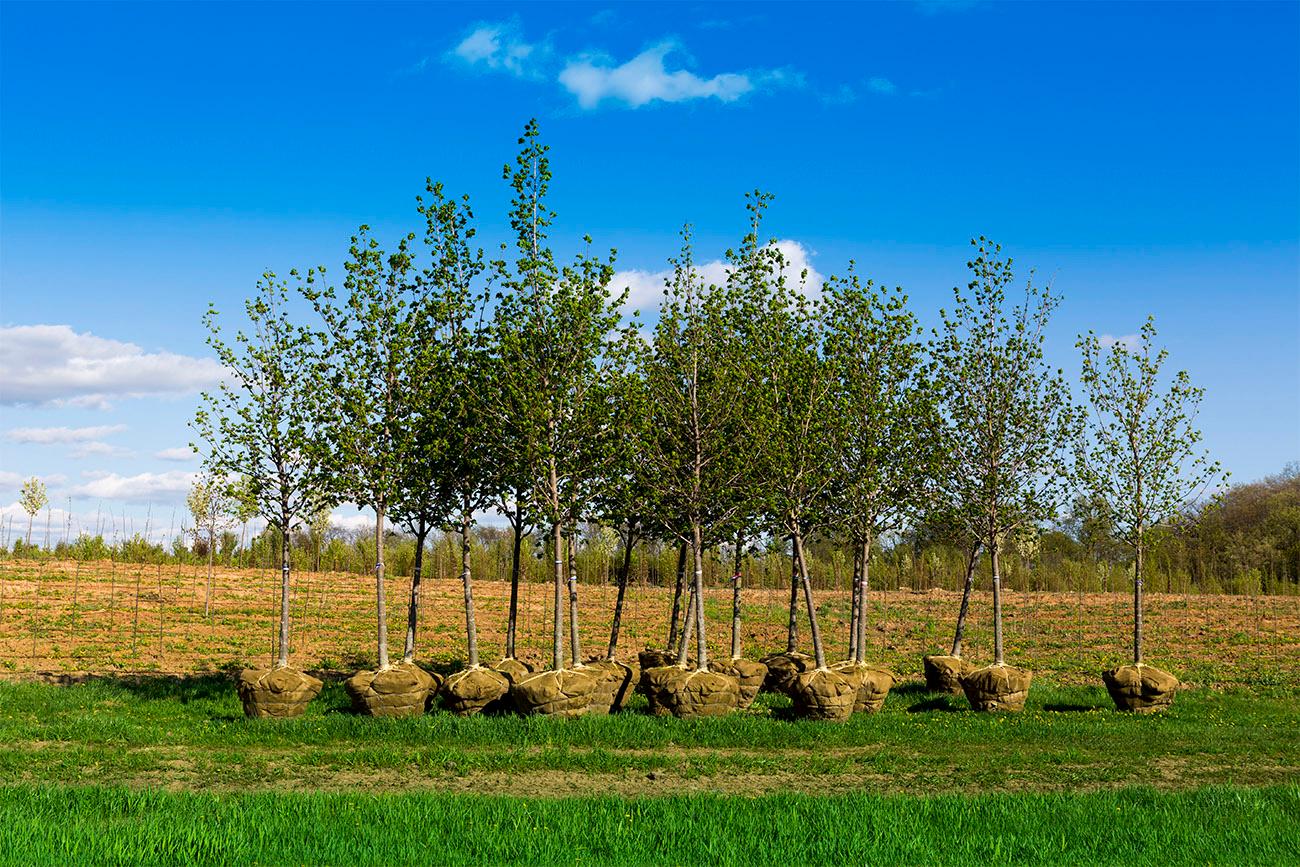 NAR to Plant 215,000 Trees in Idaho National Forests, Capturing CO2 Emissions Equivalent to More Than 12 Million Gallons of Gasoline Consumed