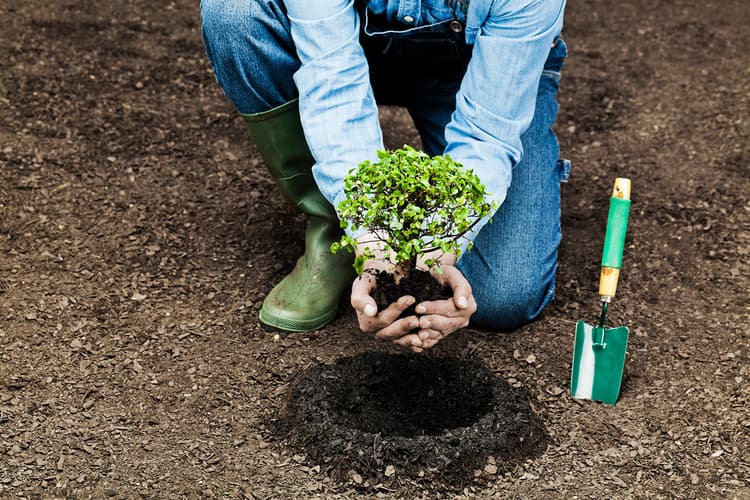 Hands planting a tree